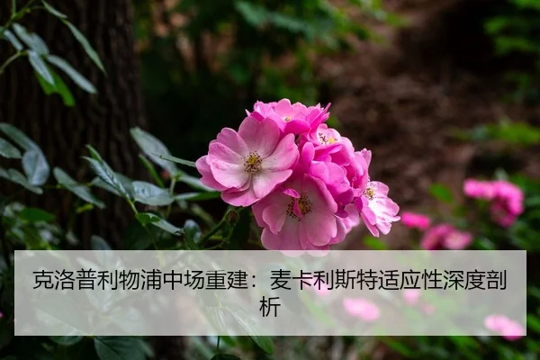 ke-luo-pu-li-wu-pu-zhong-chang-chong-jian-mai-ka-li-si-te-shi-ying-xing-shen-du-pou-xi-3-856.jpg